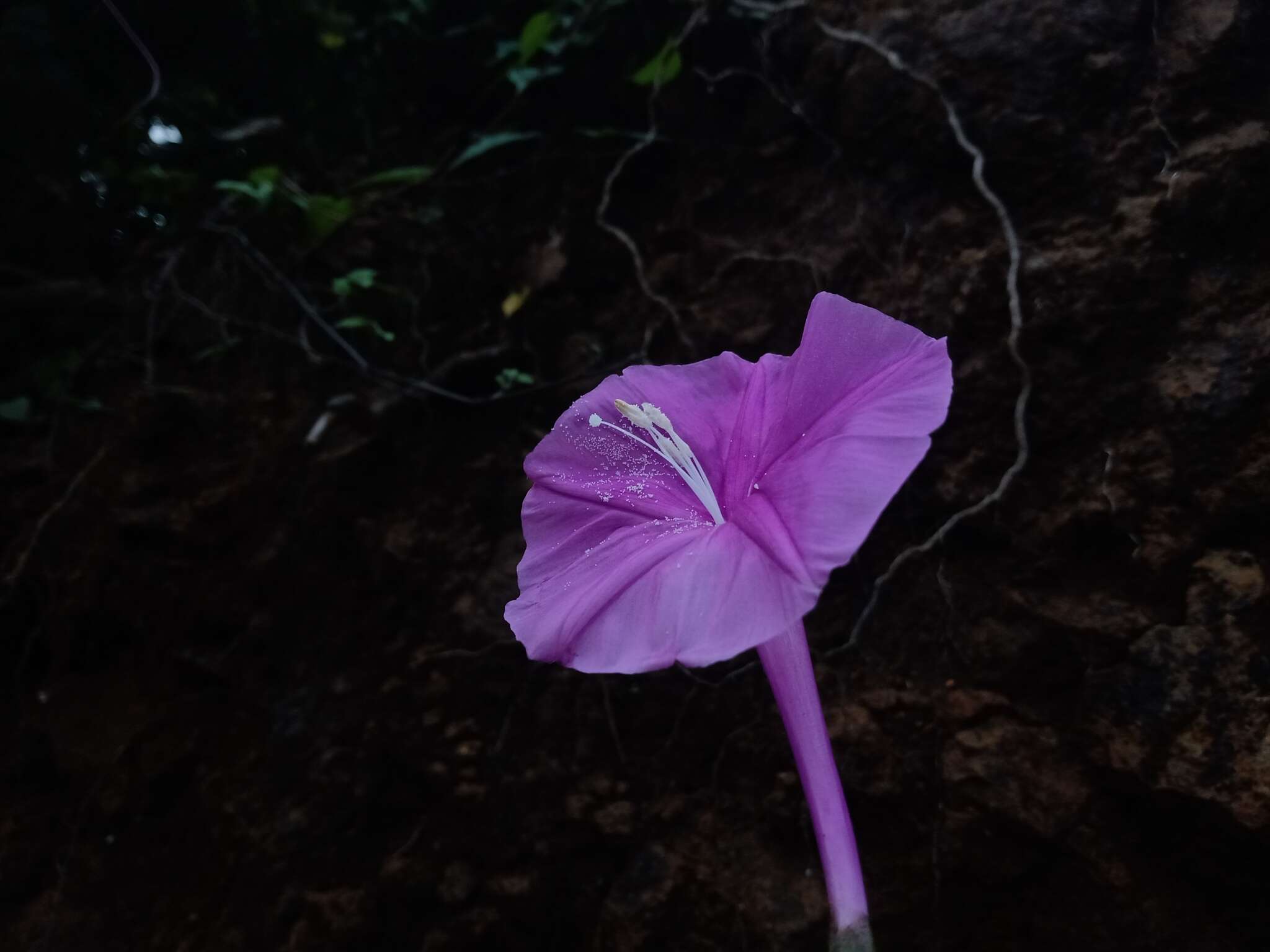 Слика од Ipomoea purga (Wender.) Hayne