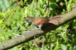 Image of Gray-bellied Spinetail
