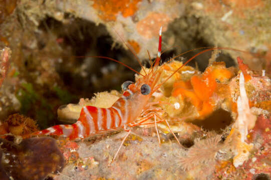 Image of Striped reef shrimp