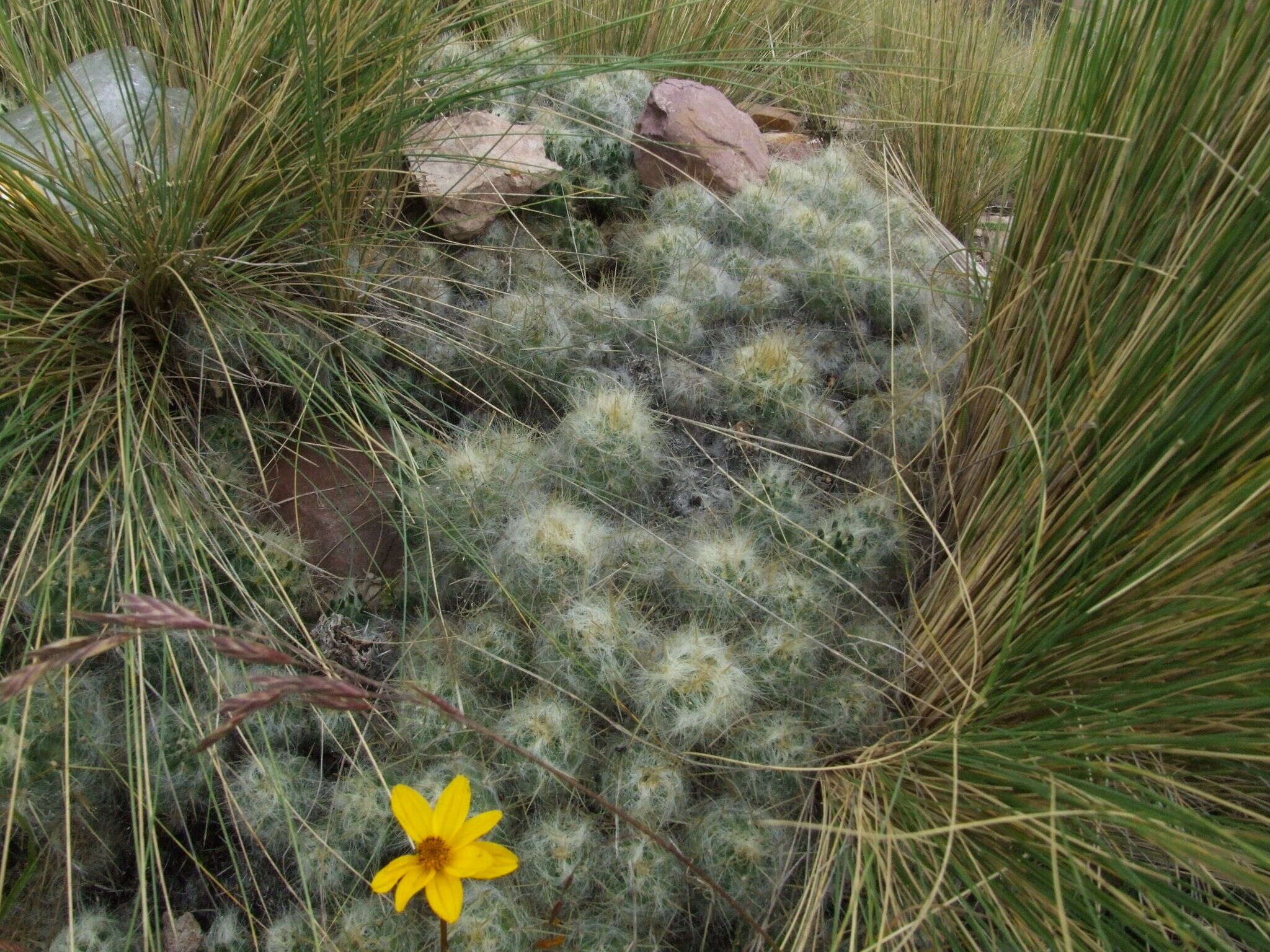 Plancia ëd Austrocylindropuntia floccosa (Salm-Dyck) F. Ritter