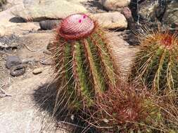 Melocactus ernestii Vaupel resmi