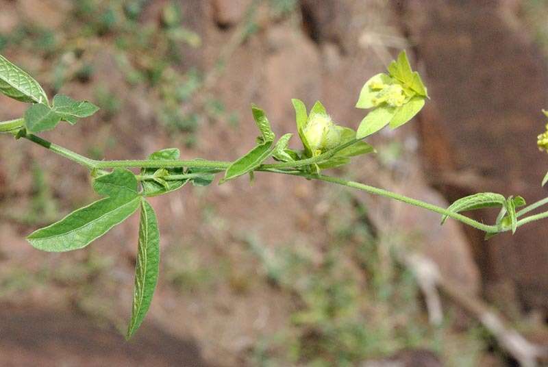 Image of Dalechampia galpinii Pax