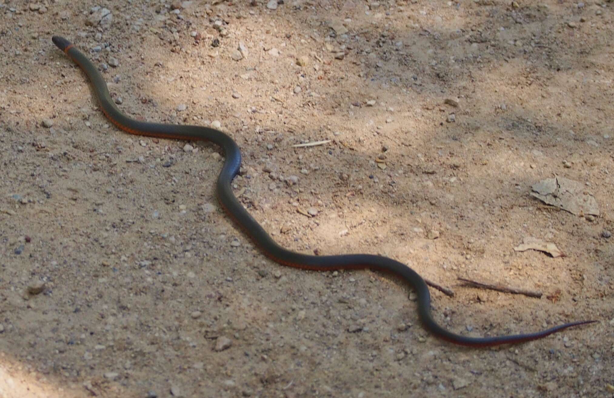 Image of Diadophis punctatus amabilis Baird & Girard 1853