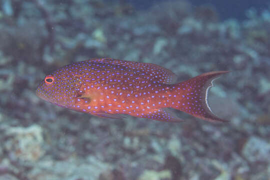 Image of Lunar-tailed Grouper