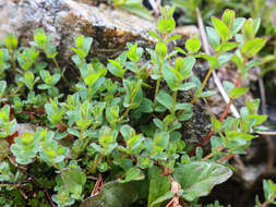 Imagem de Hypericum tetrapterum Fries