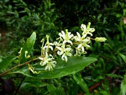 صورة Lomatia arborescens L. Fraser & Vickery