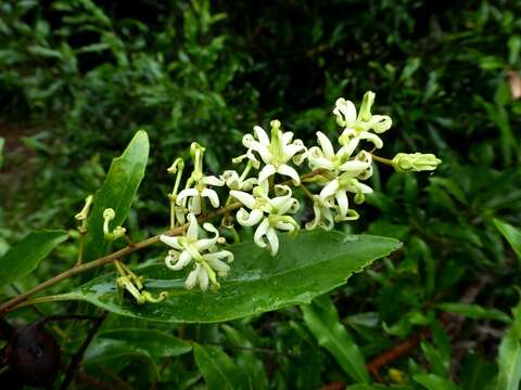 Image of Lomatia arborescens L. Fraser & Vickery