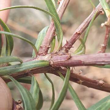 Image of Podocarpus spinulosus (Sm.) R. Br. ex Mirb.