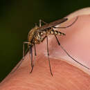 Image of Aedes rusticus (Rossi 1790)