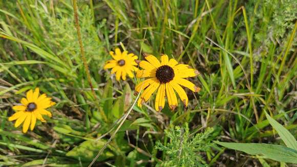 Image of Rudbeckia sullivantii C. L. Boynt. & Beadle