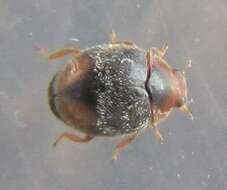 Image of Loew's Lady Beetle
