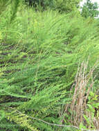 Image of Chinese Bush-Clover