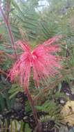 Imagem de Calliandra hirsuta (G. Don) Benth.