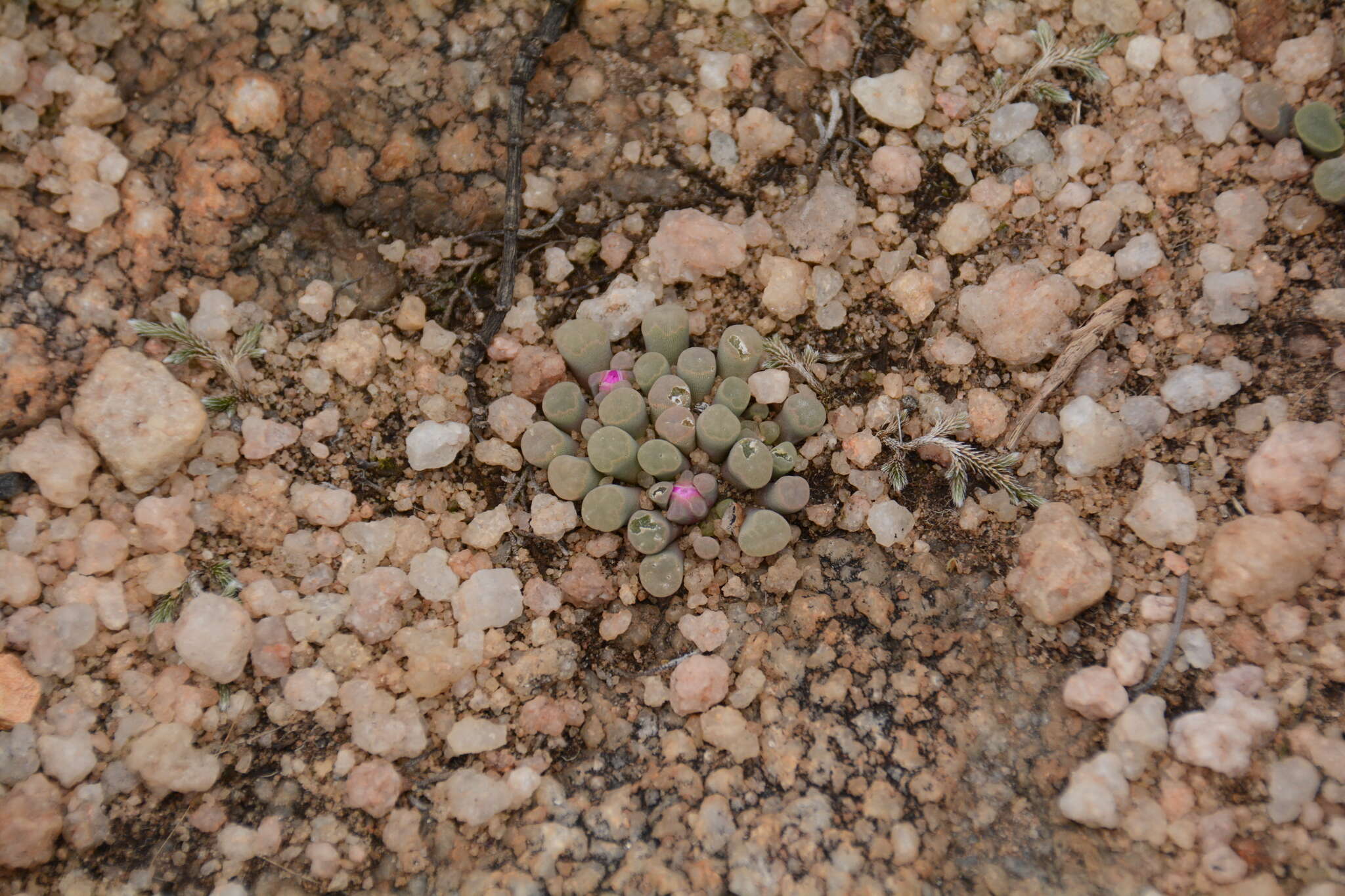 Image of Frithia pulchra N. E. Br.