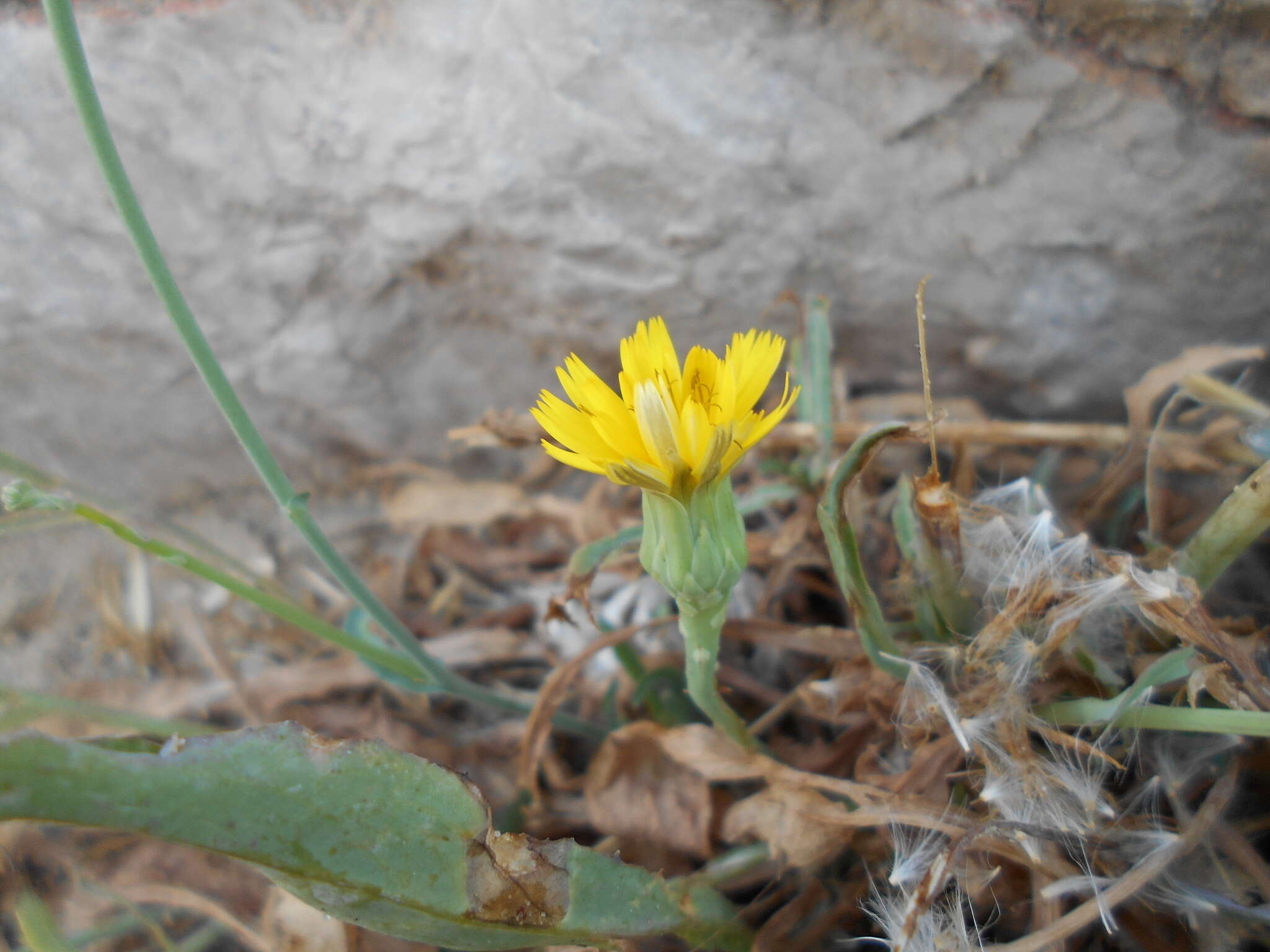 Image of Sonchus maritimus L.