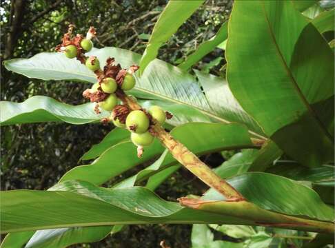 Alpinia hainanensis K. Schum.的圖片