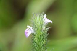 Image of Justicia procumbens L.