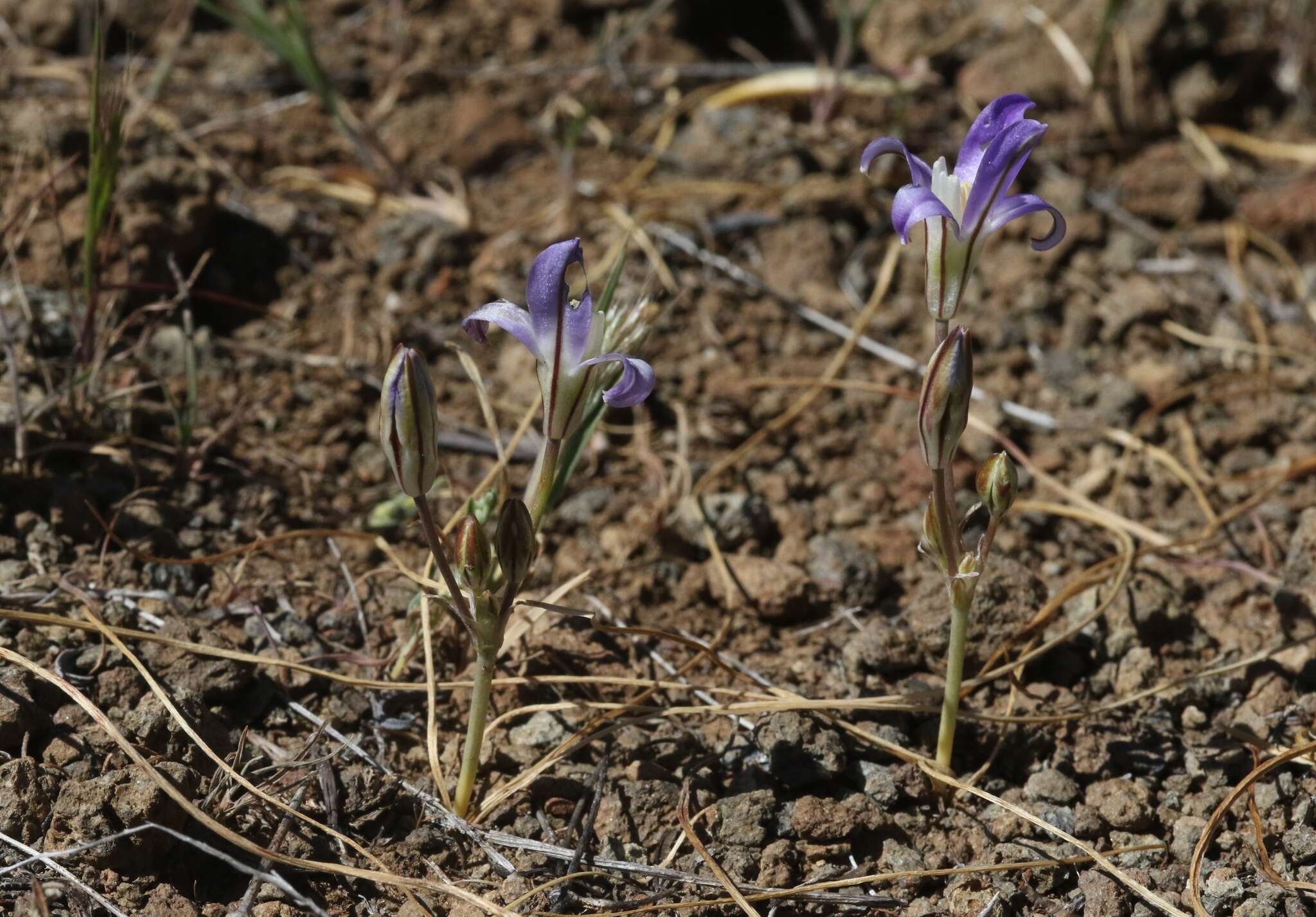 Sivun Brodiaea jolonensis Eastw. kuva