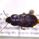 Image of Harpalus (Harpalus) ventralis Le Conte 1847