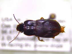 Image of Harpalus (Harpalus) ventralis Le Conte 1847