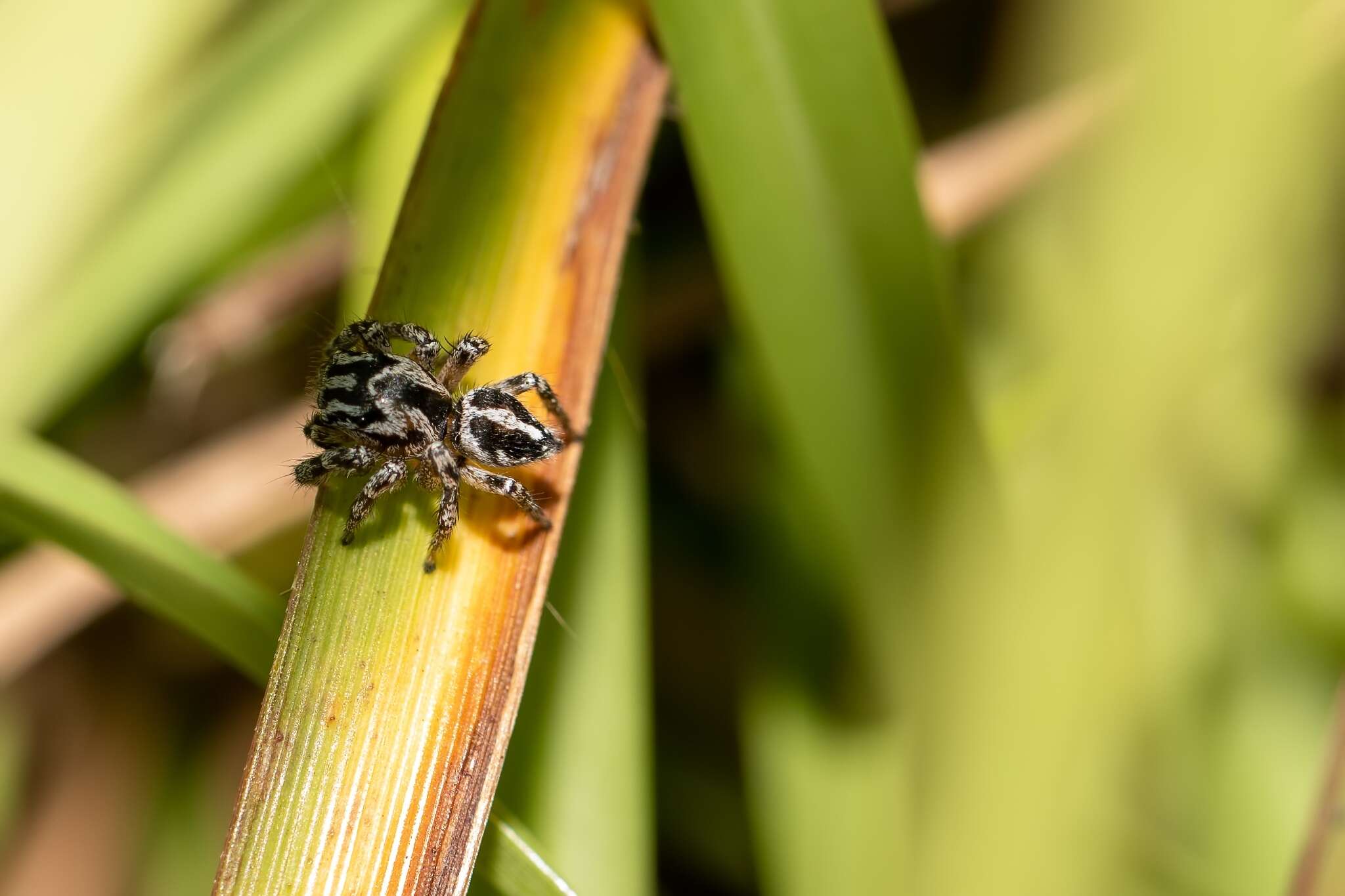 صورة Habronattus trimaculatus Bryant 1945