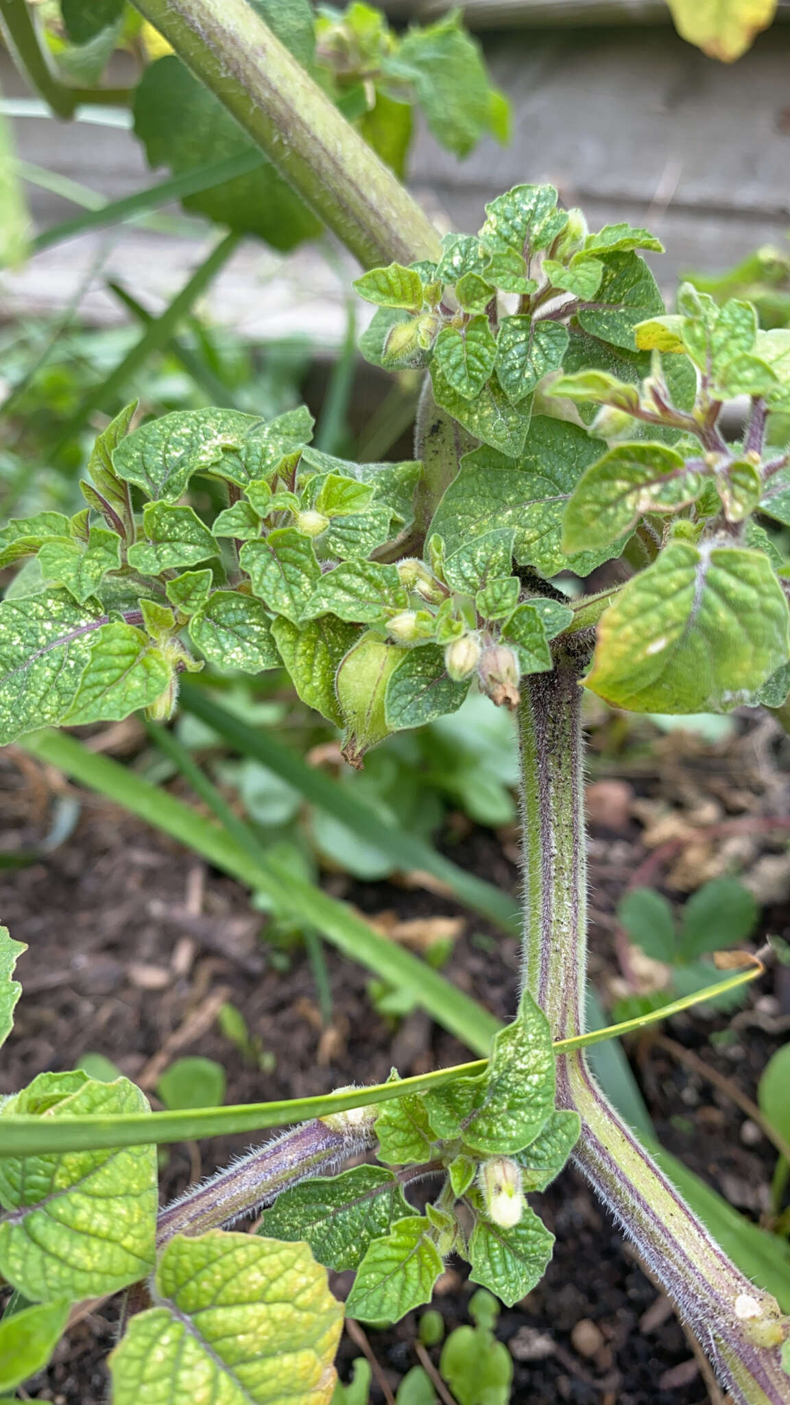 Image of strawberry-tomato