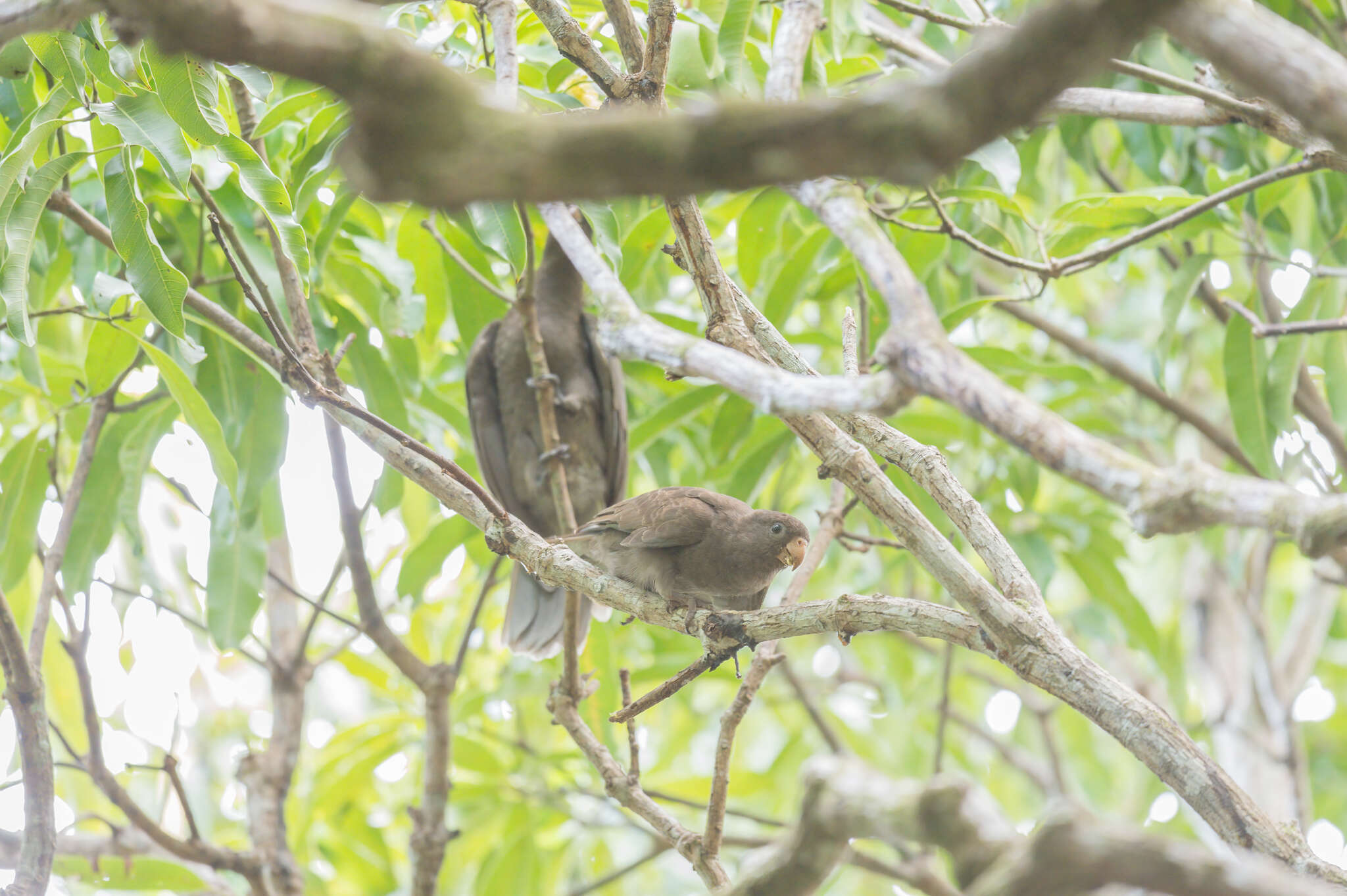 Image de Perroquet des Seychelles