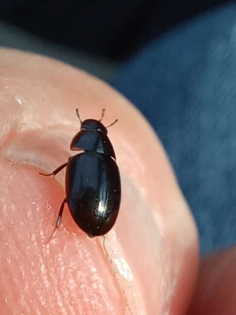 Image of Cymbiodyta marginella (Fabricius 1792)