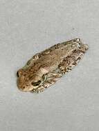 Image of Hispaniolan Common Treefrog