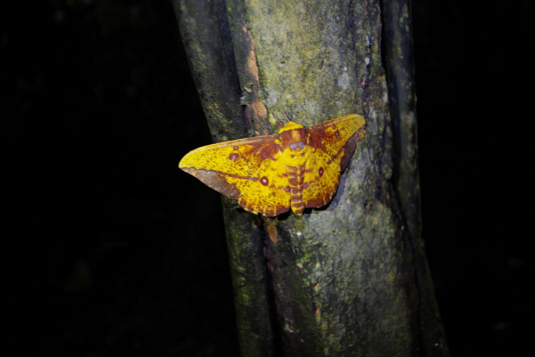 Image of Eacles barnesi Schaus 1905