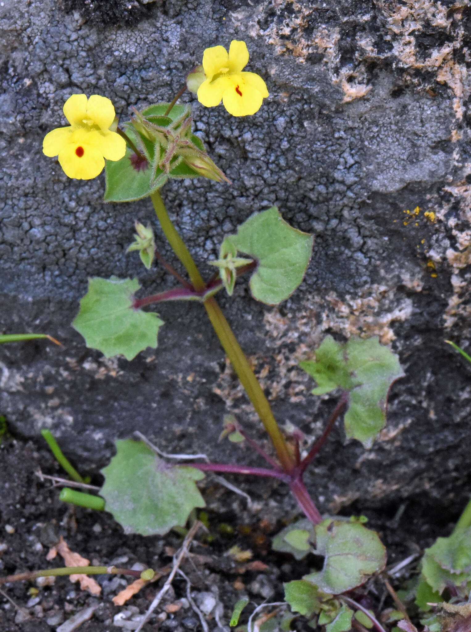 Слика од Erythranthe utahensis (Pennell) G. L. Nesom