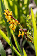 Image de Corydalis sibirica (L. fil.) Pers.