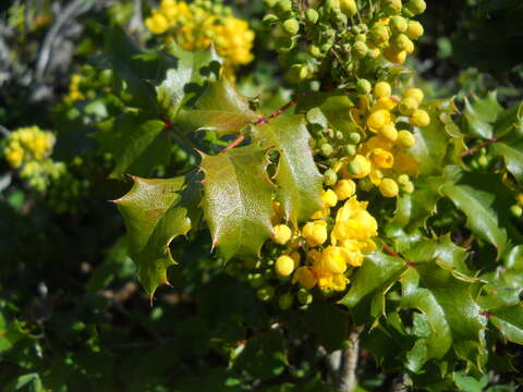 Image of Mahonia