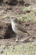 Image of Sickle-winged Chat