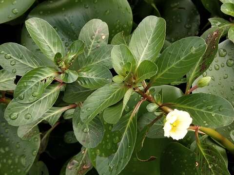 Image de Ludwigia adscendens (L.) Hara