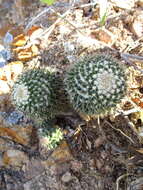 Image of Mammillaria karwinskiana subsp. beiselii (Diers) D. R. Hunt