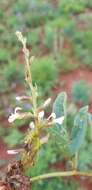 Image de Ophrestia oblongifolia (E. Mey.) H. M. L. Forbes