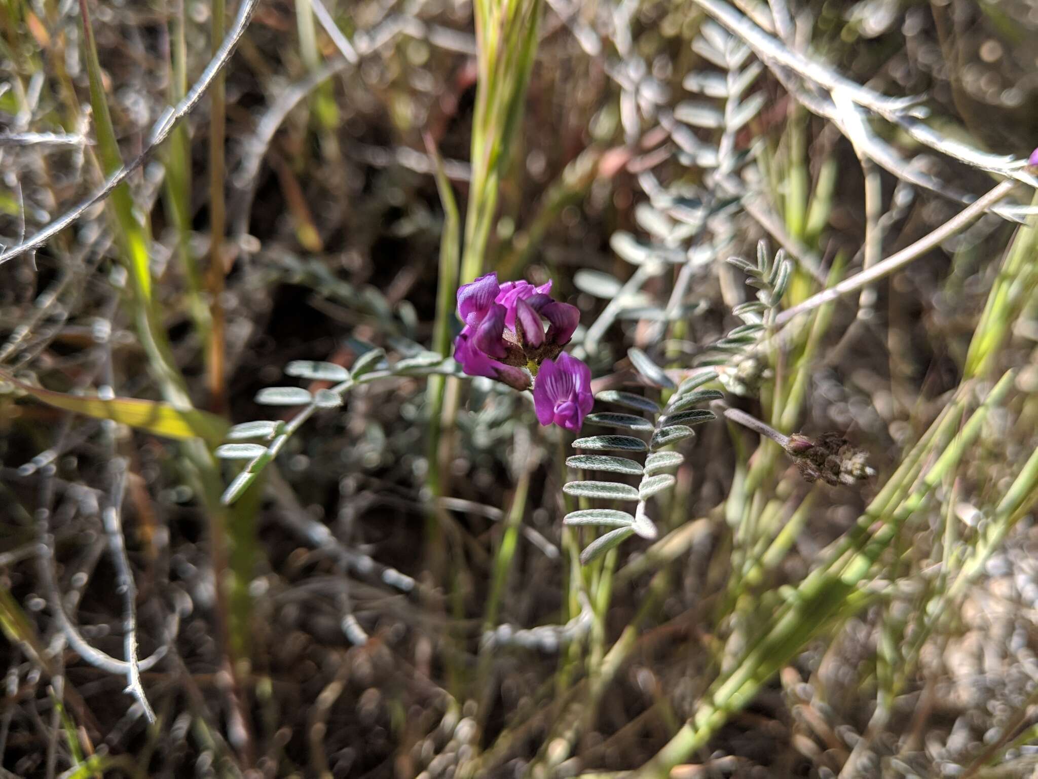 Image of San Bernardino milkvetch