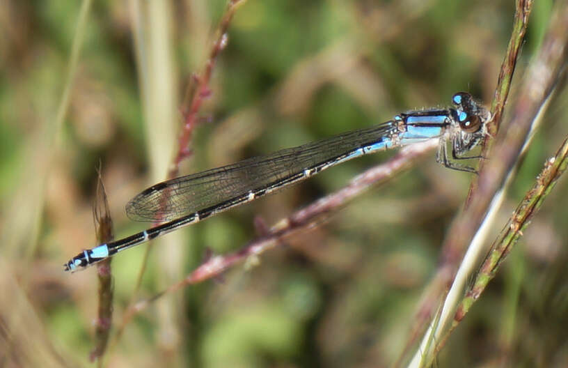 Image of Neotropical Bluet