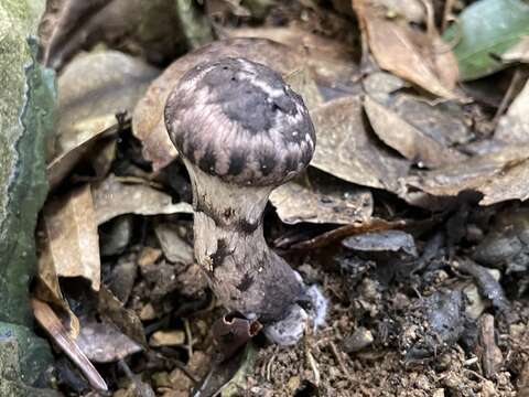 Image of Strobilomyces seminudus Hongo 1983