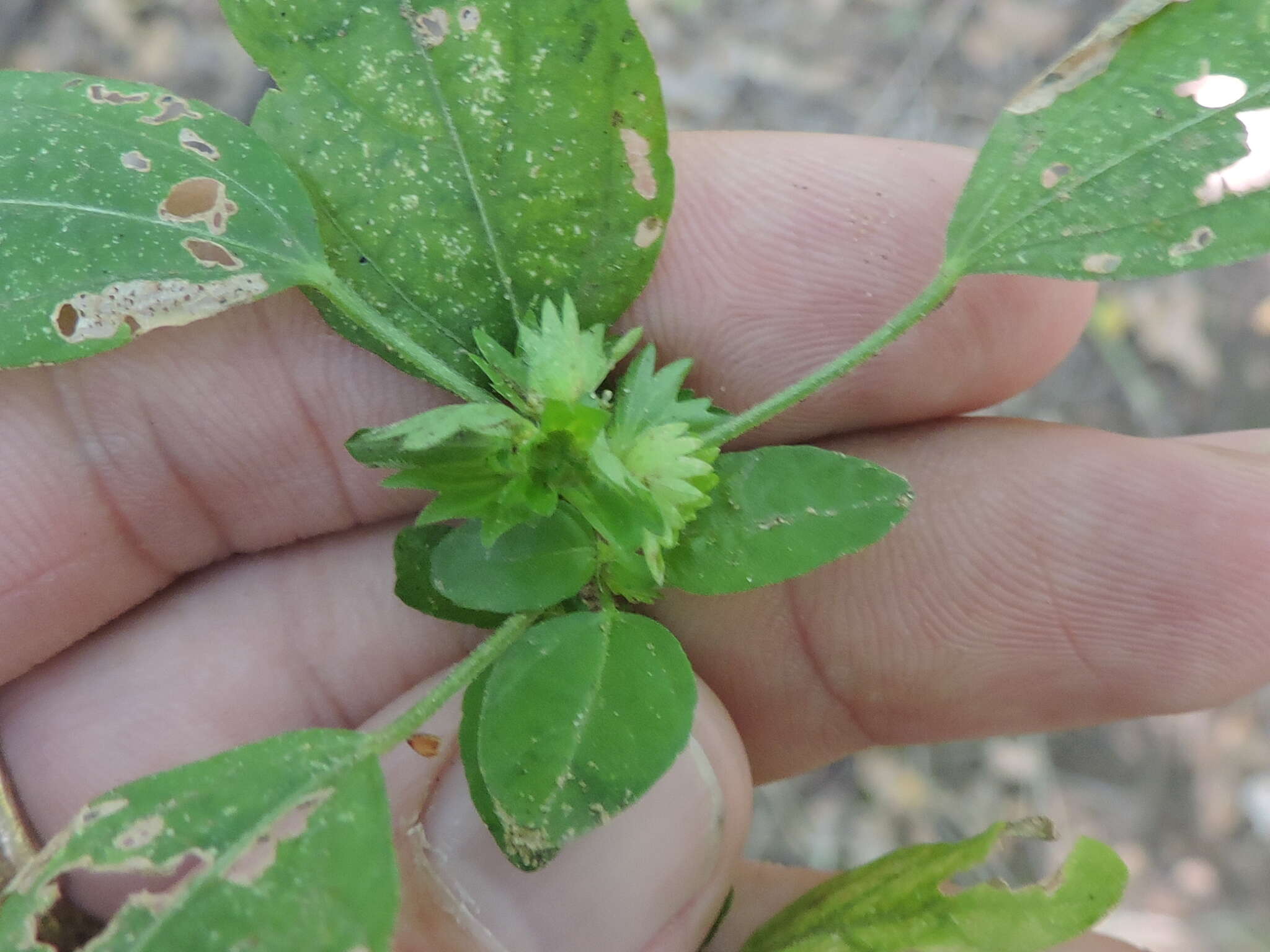 Imagem de Acalypha virginica L.