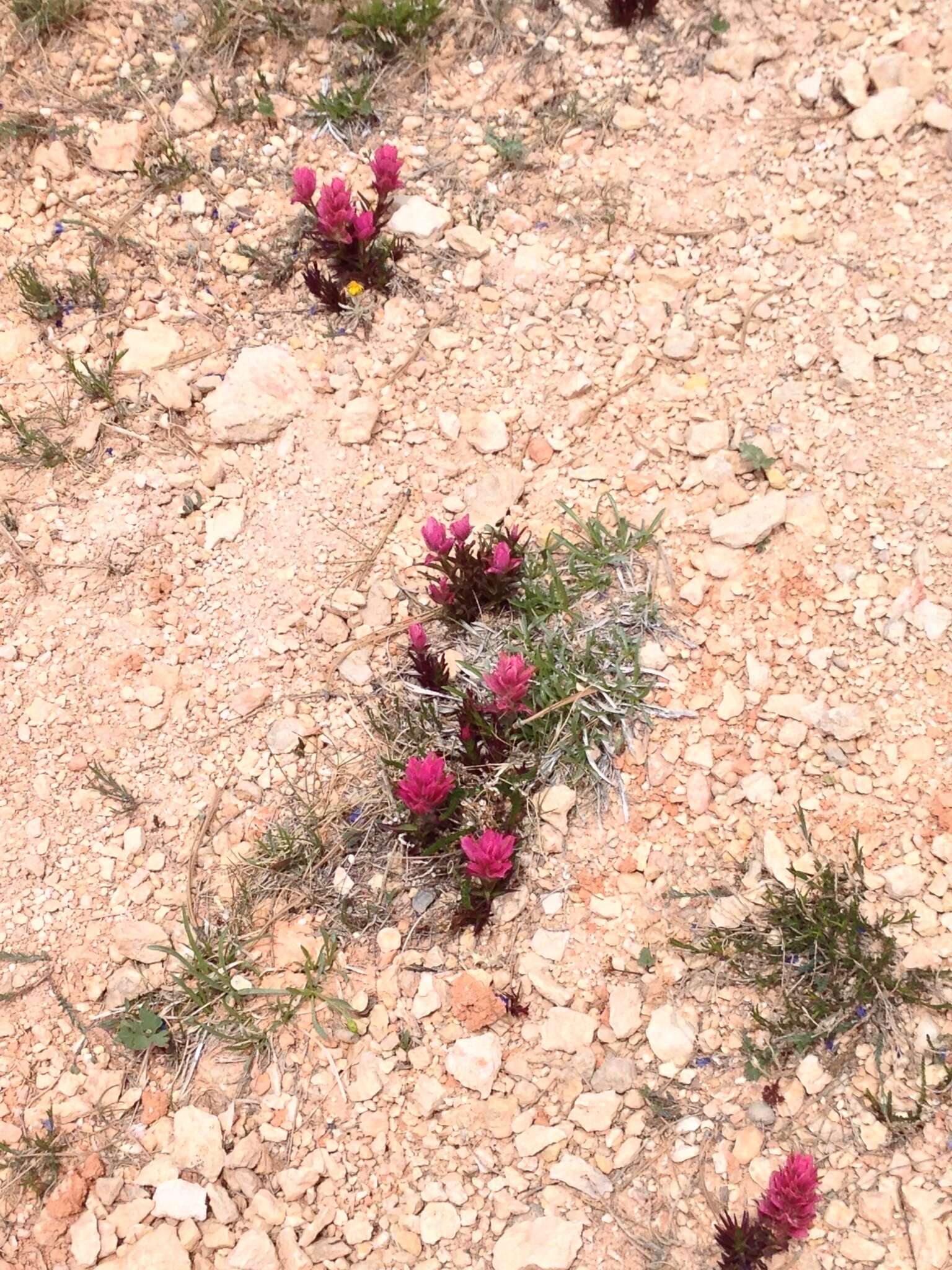 Plancia ëd Castilleja revealii N. H. Holmgren