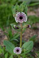 Image of calico monkeyflower