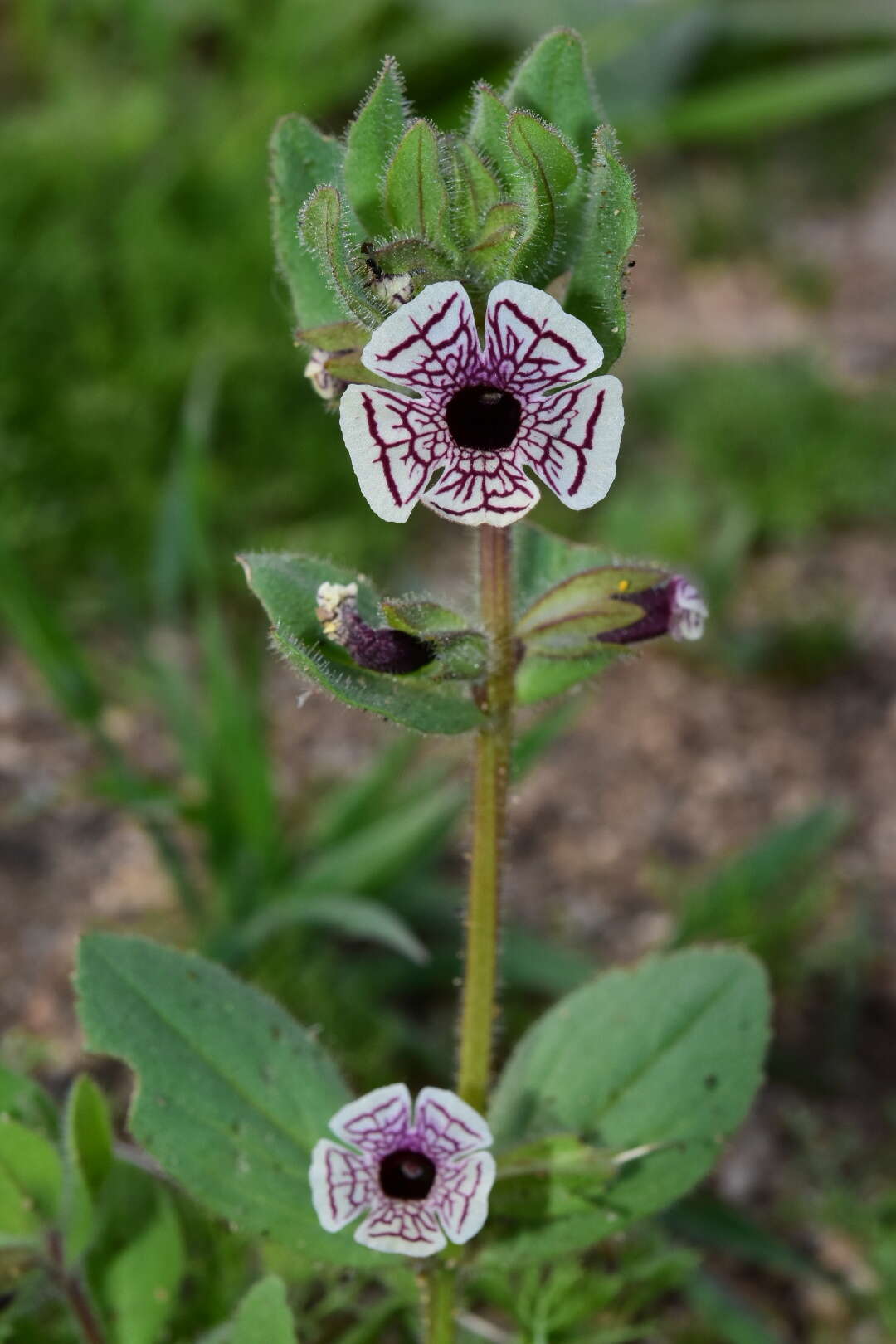 Image of calico monkeyflower