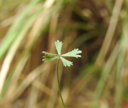 Image of Hydrocotyle paludosa A. R. Bean