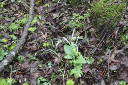 Image of Galanthus angustifolius Koss