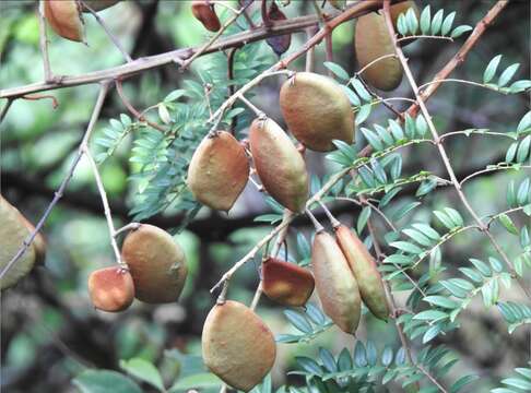 Imagem de Caesalpinia vernalis Benth.