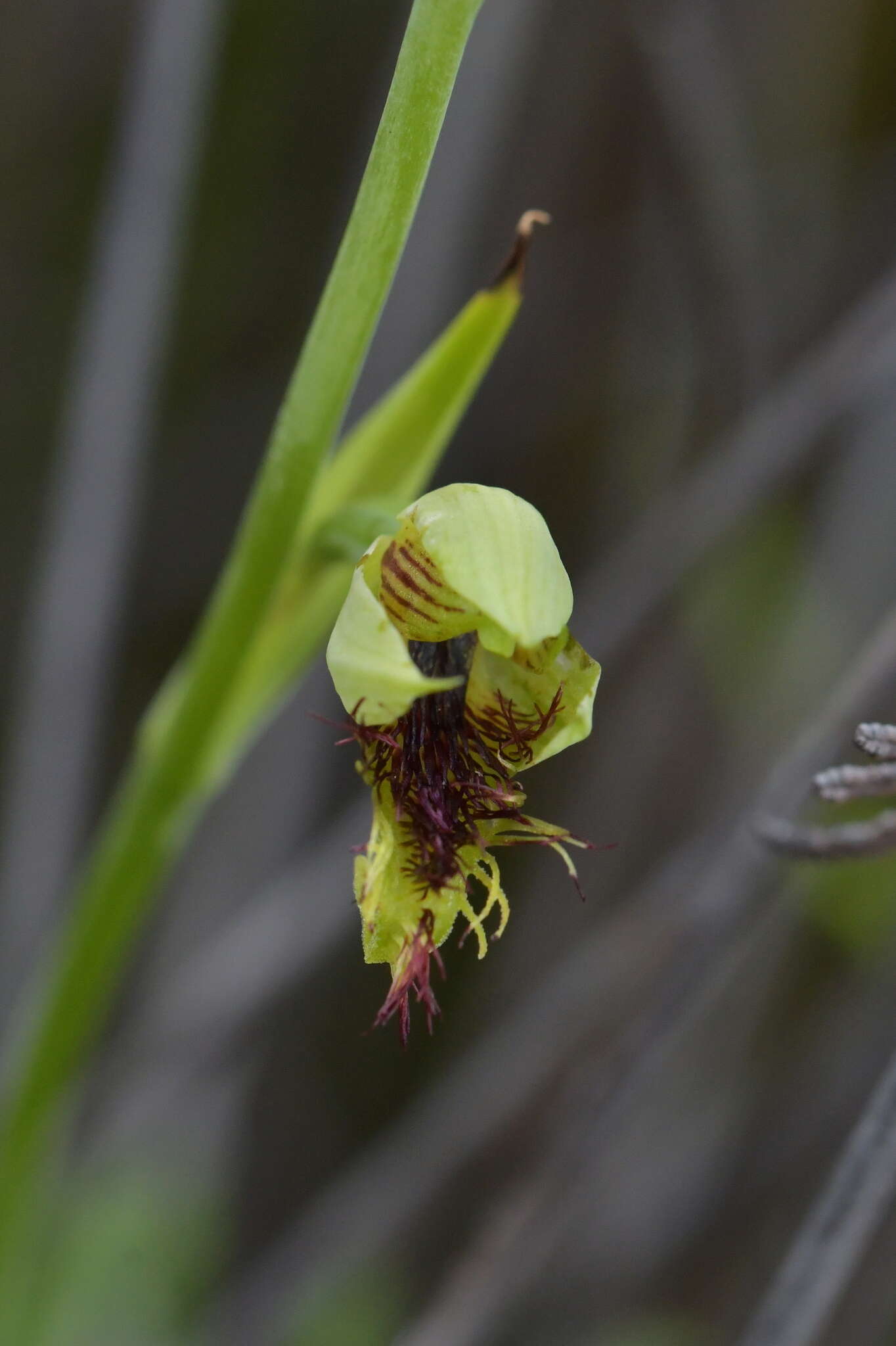 Calochilus herbaceus Lindl.的圖片