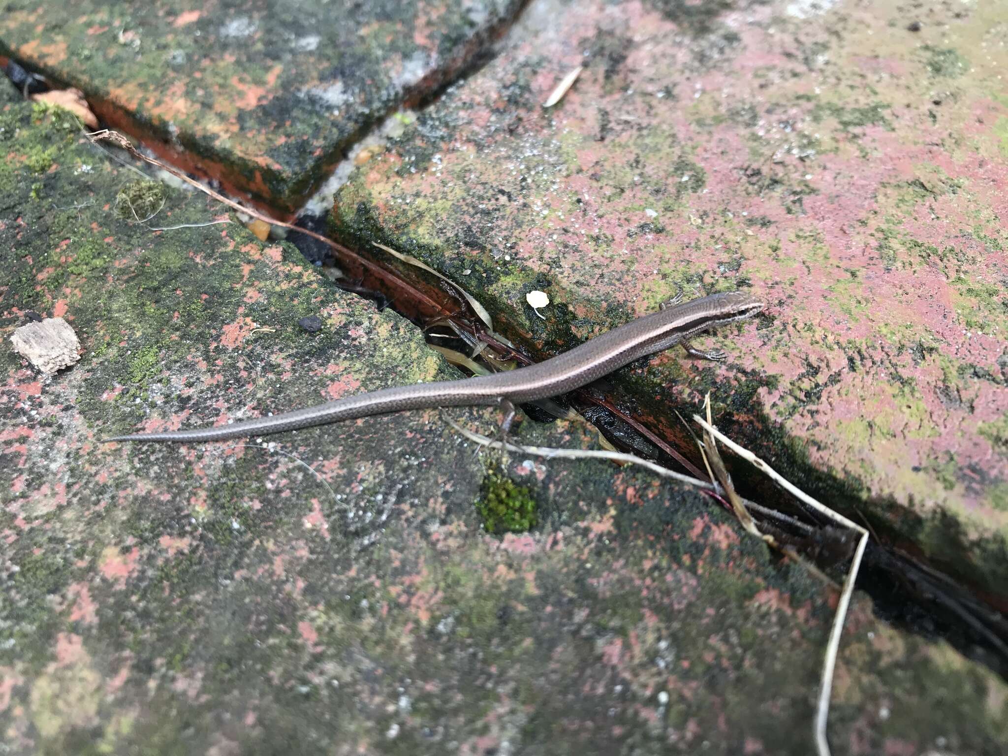 Image of Common Dwarf Skink