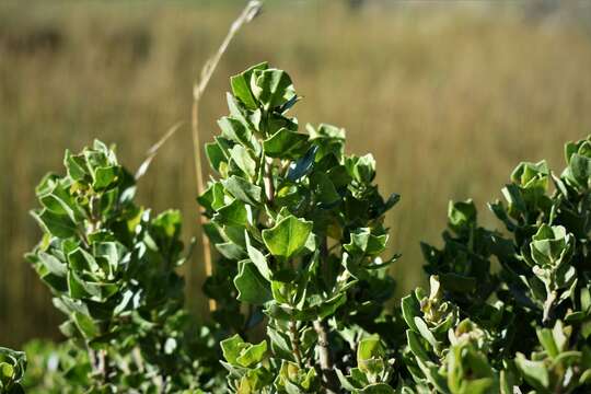 Image de Baccharis papillosa Rusby